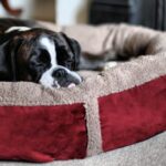 Luxury Fleece Dog Bed Size Large