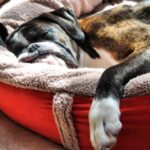 Wolfybeds Luxury Wraparound Fleece Dog Bed Size Large