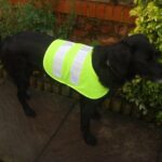 Large Pet Dog Hi Viz Flourescent Safety Vest Coat Jacket