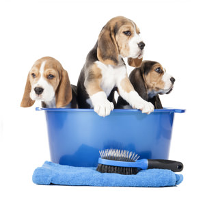 Dog Grooming [object object]