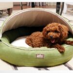 Luxury High-End Pet bed with removable top pet nest dog kennel steel bed sofa bed cat tactic small dog pet products (Lime green)